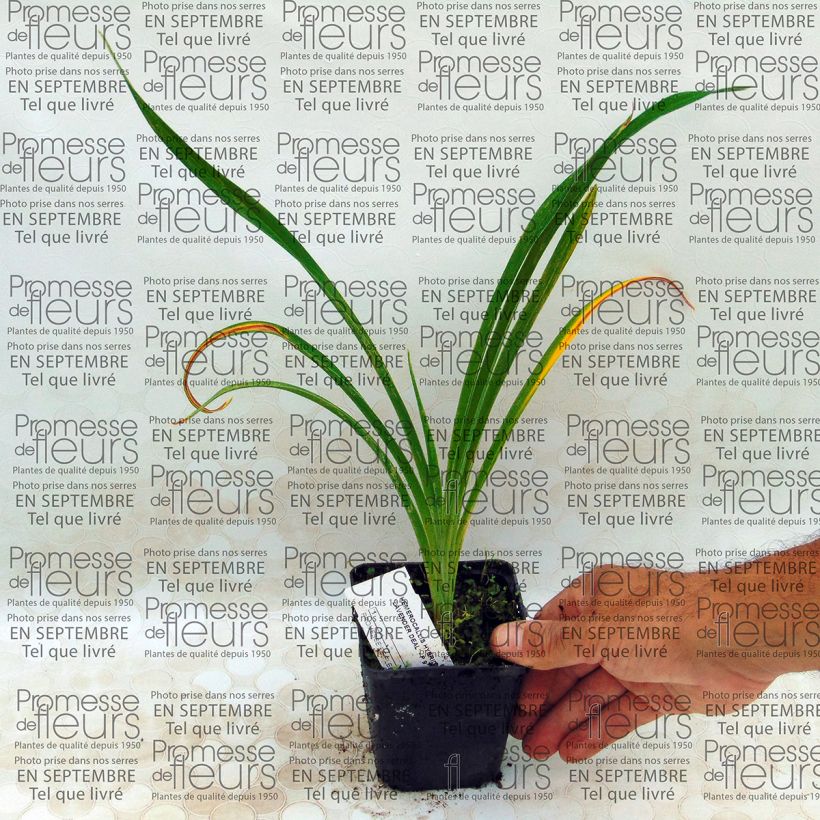 Beispiel eines Exemplars von Hemerocallis Lavender Deal - Taglilie Kleine Töpfe von 8/9 cm wie geliefert