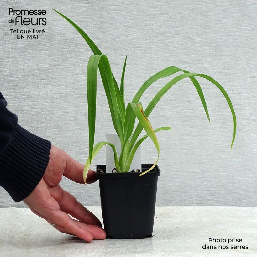 Example of Hemerocallis Luxury Lace - Taglilie Kleine Töpfe von 8/9 cm as you get in printemps