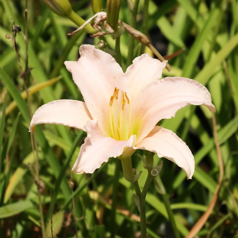 Hemerocallis Luxury Lace - Taglilie (Flowering)