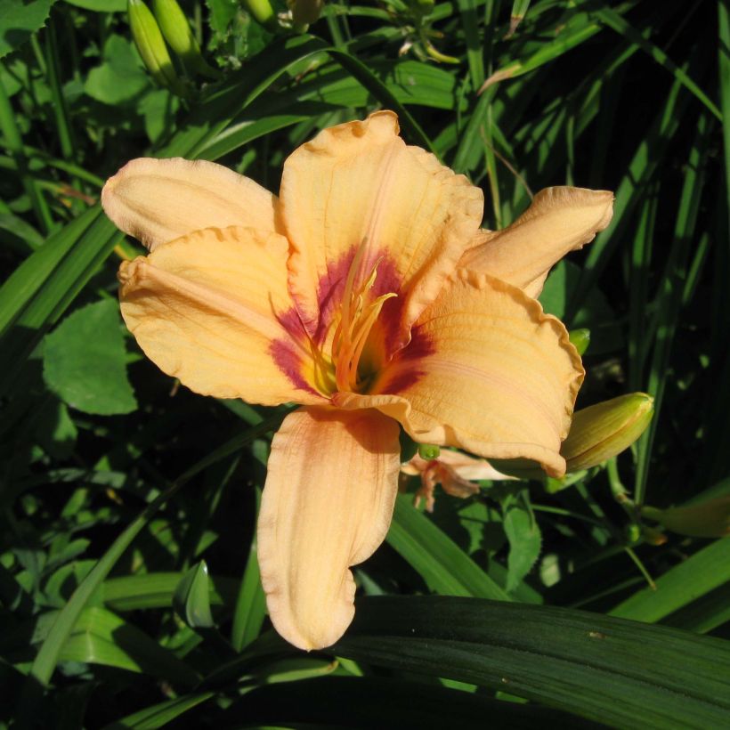Hemerocallis Lynn Hall - Taglilie (Blüte)