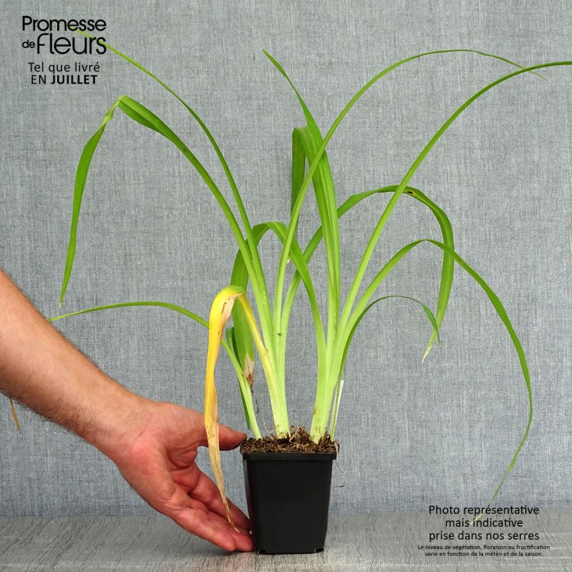 Exemplar von Hemerocallis Margaret Perry - Taglilie Kleine Töpfe von 8/9 cm wie im Sommer geliefert