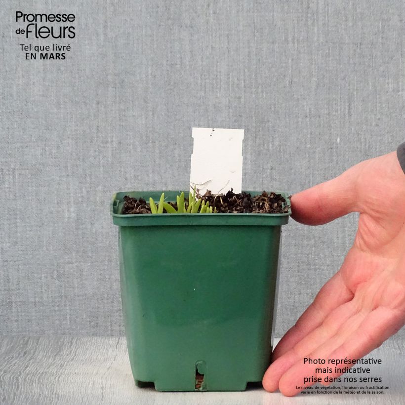 Example of Hemerocallis Mini stella - Taglilie Topf mit 1L/1,5L as you get in printemps