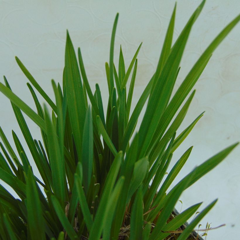 Hemerocallis Mini stella - Taglilie (Foliage)