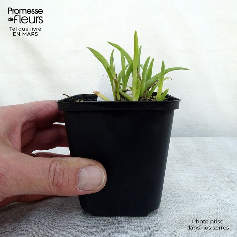 Example of Hemerocallis Mini stella - Taglilie Kleine Töpfe von 8/9 cm as you get in printemps