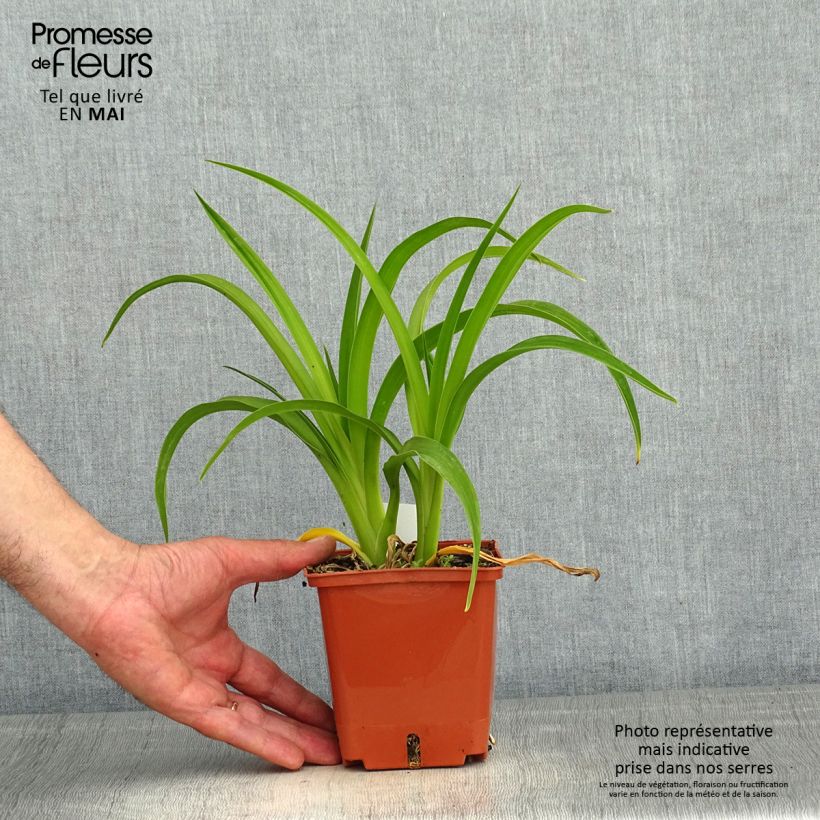 Example of Hemerocallis Piano Man - Taglilie Topf mit 1L/1,5L as you get in printemps