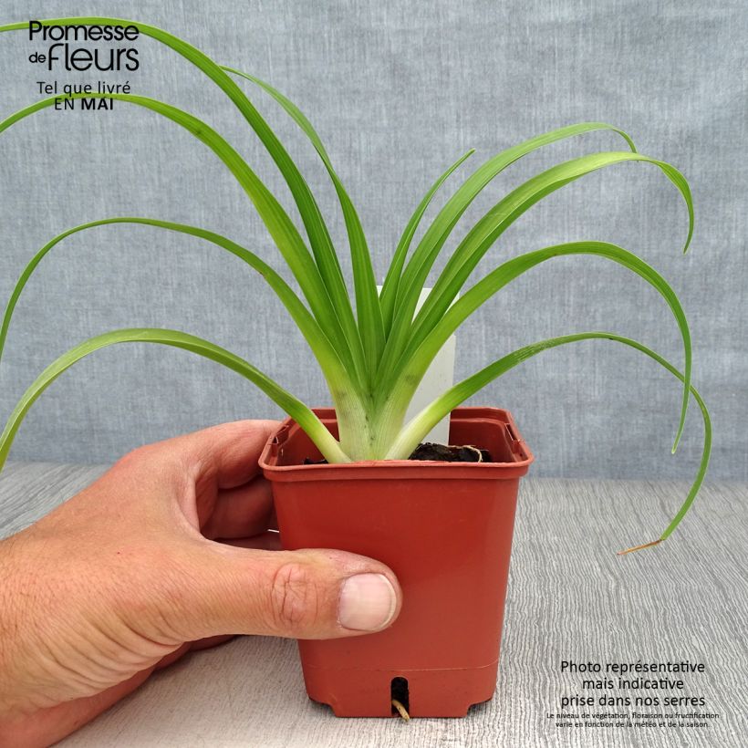 Exemplar von Hemerocallis Roswitha - Taglilie Kleine Töpfe von 8/9 cm wie im Frühjahr geliefert