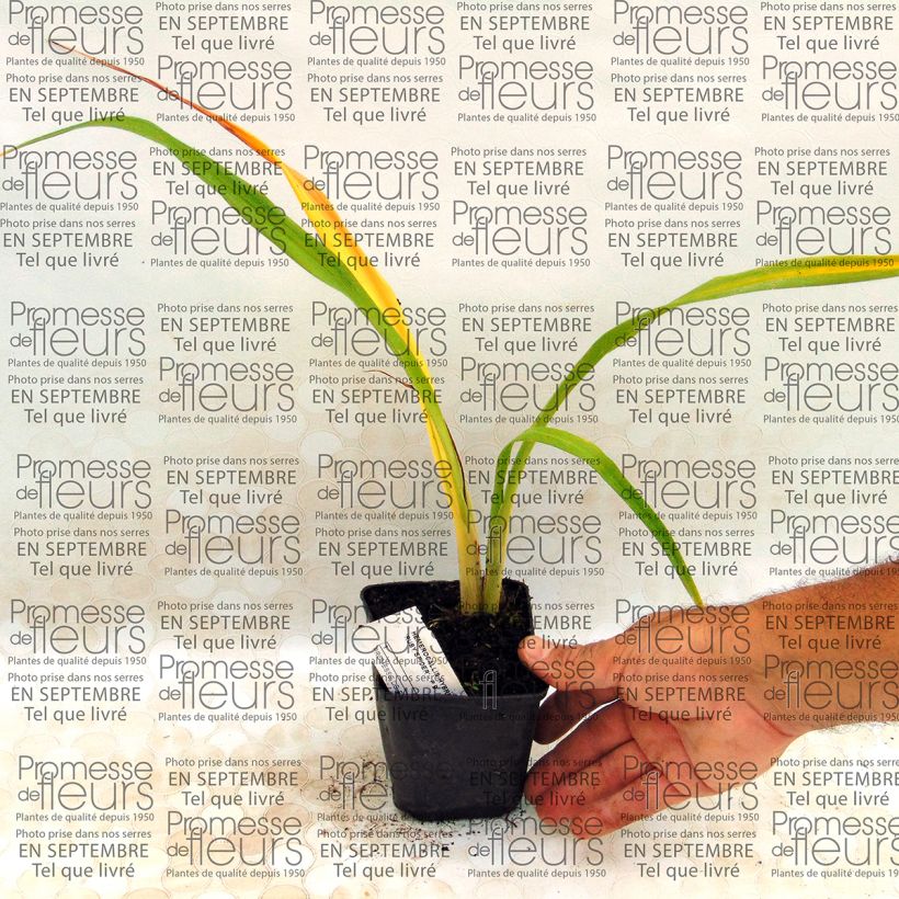 Beispiel eines Exemplars von Hemerocallis Ruby Spider - Taglilie Kleine Töpfe von 8/9 cm wie geliefert