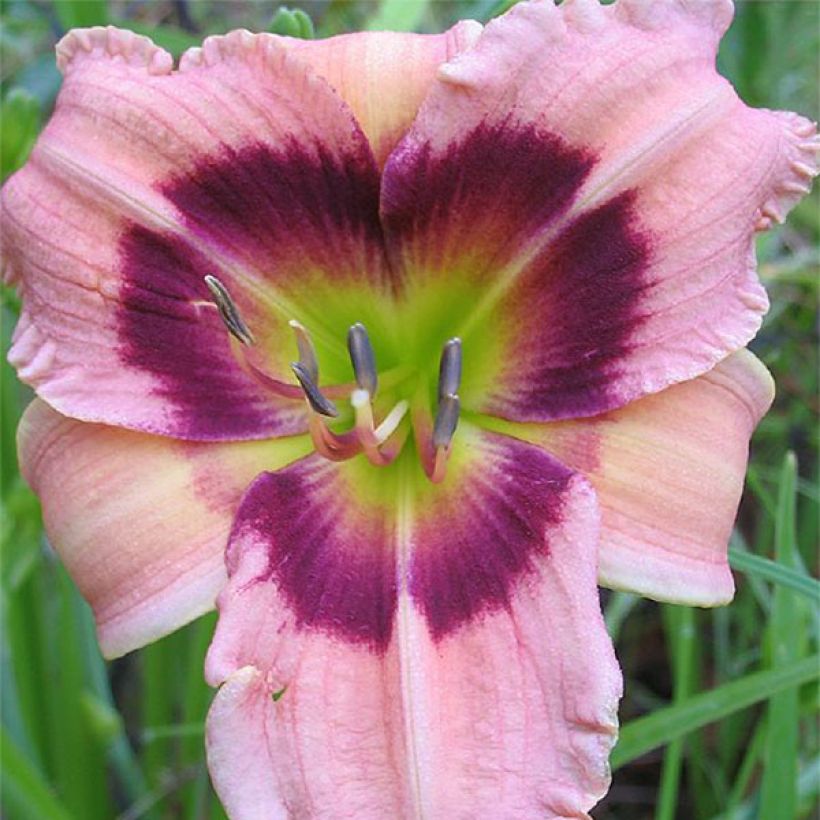 Hemerocallis Siloam Bo Peep - Taglilie (Blüte)