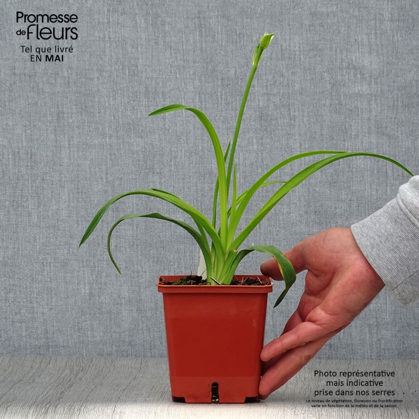 Example of Hemerocallis Siloam Double Classic - Taglilie Topf mit 1L/1,5L as you get in printemps