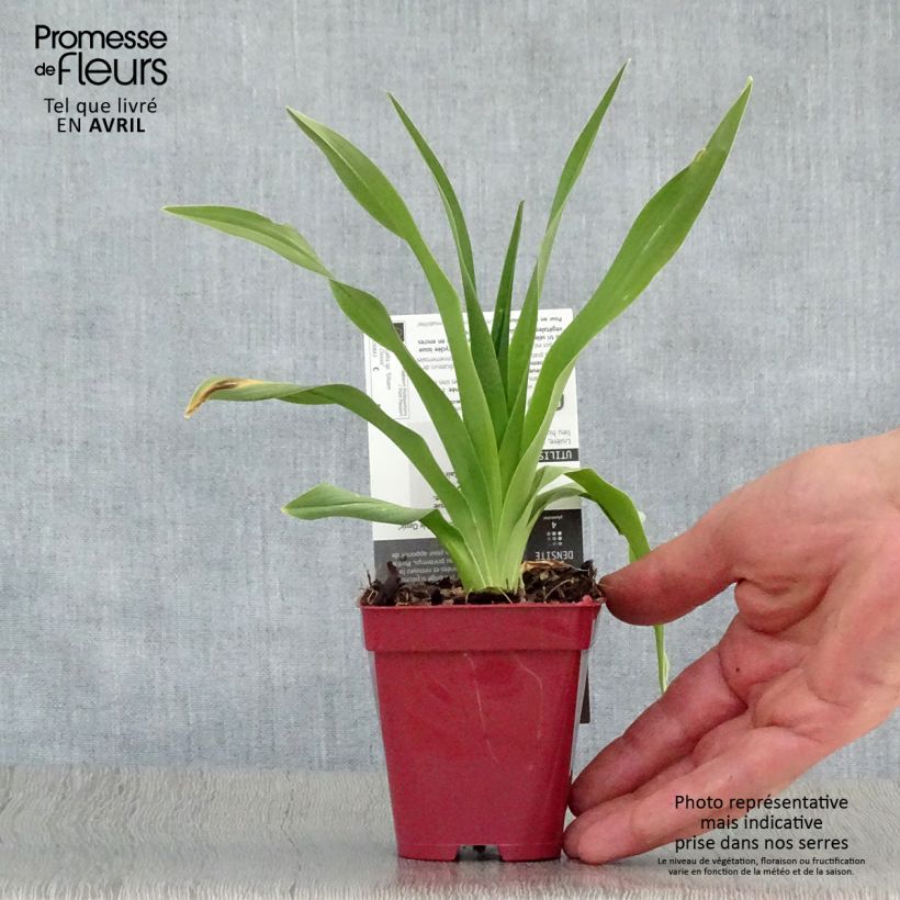 Example of Hemerocallis Siloam Double Classic - Taglilie Kleine Töpfe von 8/9 cm as you get in printemps