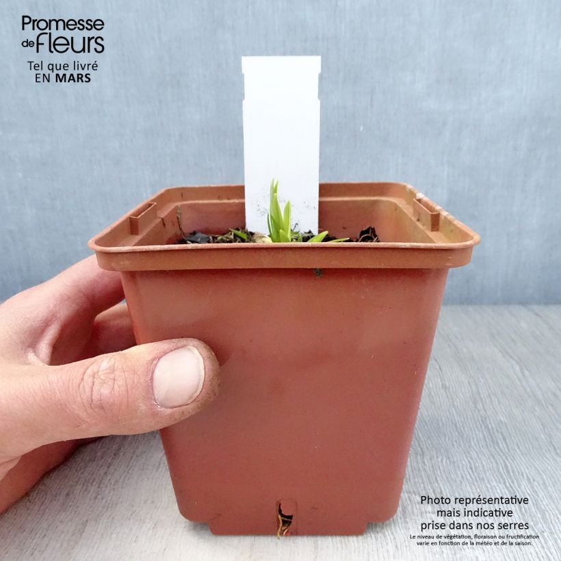 Exemplar von Hemerocallis Siloam Ribbon Candy - Taglilie Topf mit 1L/1,5L wie im Frühjahr geliefert