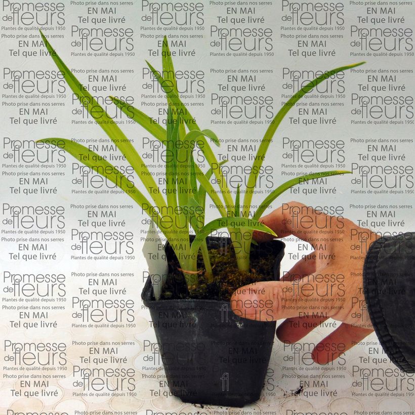 Beispiel eines Exemplars von Hemerocallis Siloam Ribbon Candy - Taglilie Kleine Töpfe von 8/9 cm wie geliefert