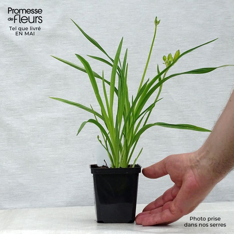 Exemplar von Hemerocallis Stella de Oro - Taglilie Kleine Töpfe von 8/9 cm wie im Frühjahr geliefert