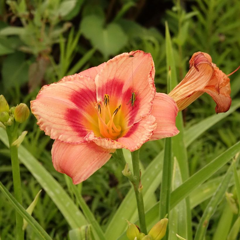 Hemerocallis Strawberry Candy - Taglilie (Blüte)
