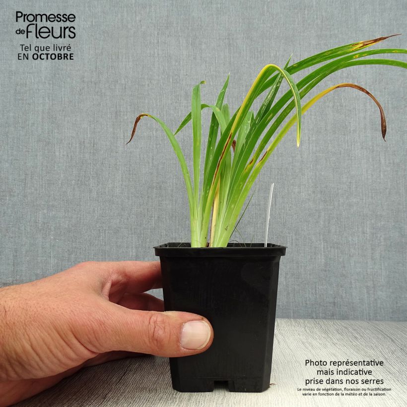 Exemplar von Hemerocallis Strawberry Candy - Taglilie Kleine Töpfe von 8/9 cm wie im Herbst geliefert