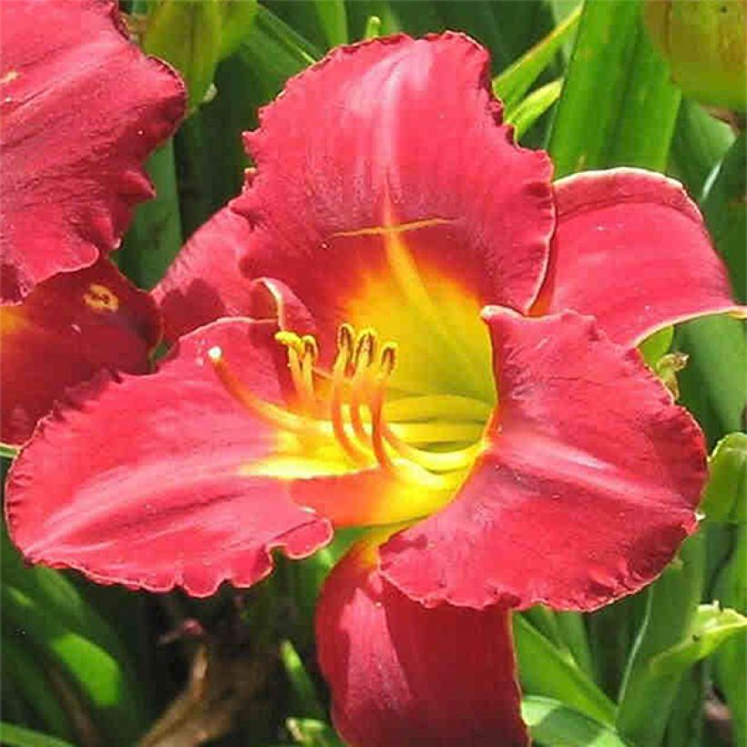Hemerocallis Study in Scarlet - Taglilie (Blüte)