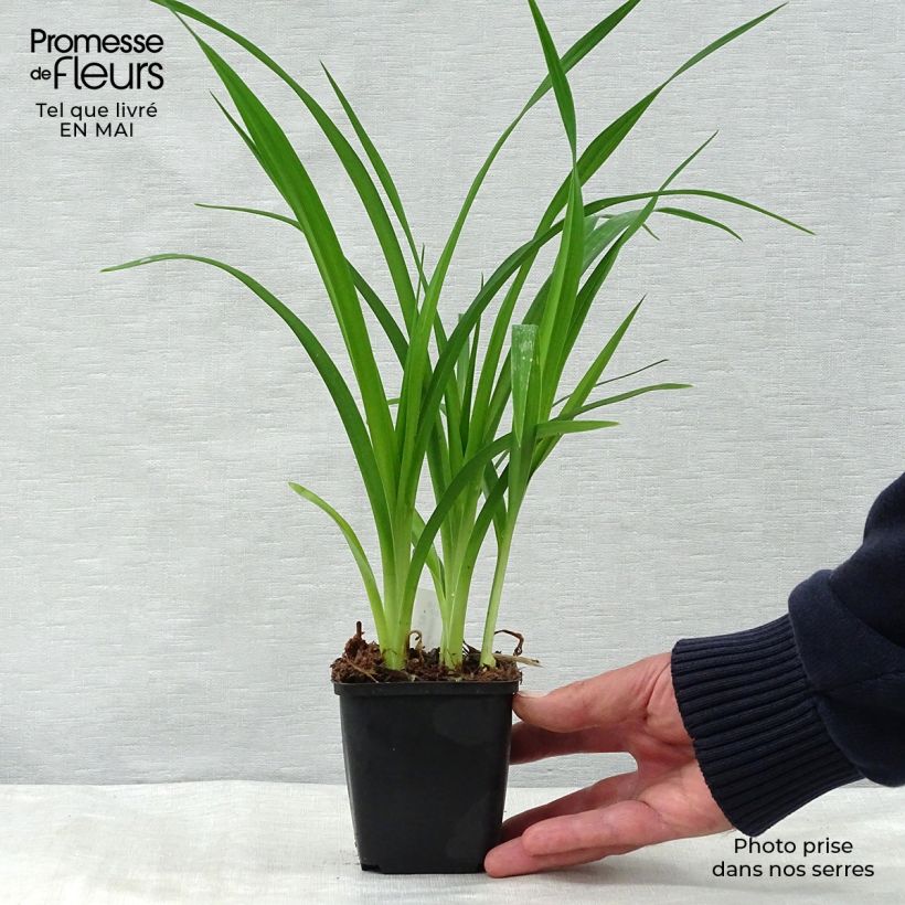 Exemplar von Hemerocallis Summer Wine - Taglilie Kleine Töpfe von 8/9 cm wie im Frühjahr geliefert