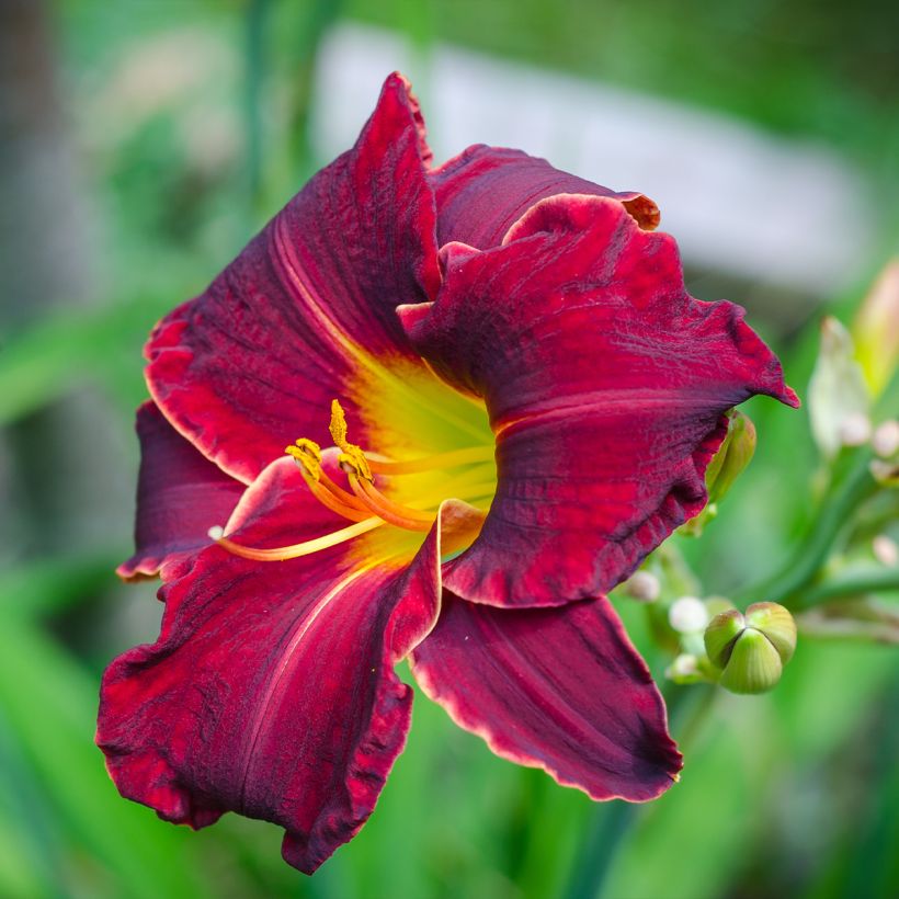 Hemerocallis Sweet Hot Chocolate - Taglilie (Blüte)