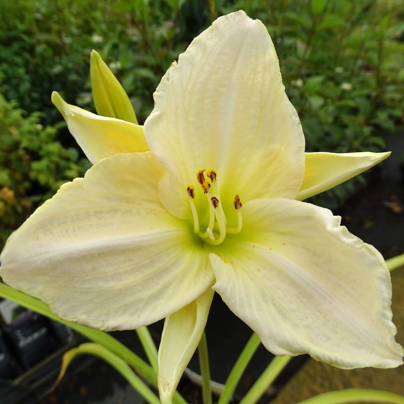 Hemerocallis White Temptation - Taglilie (Flowering)