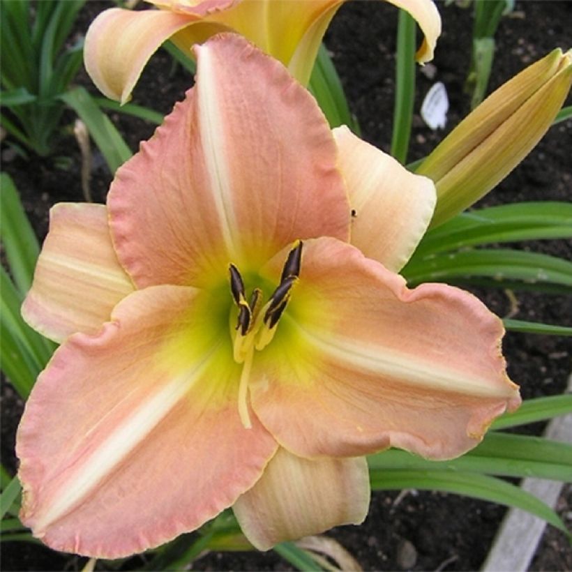 Hemerocallis Yasmin - Taglilie (Blüte)