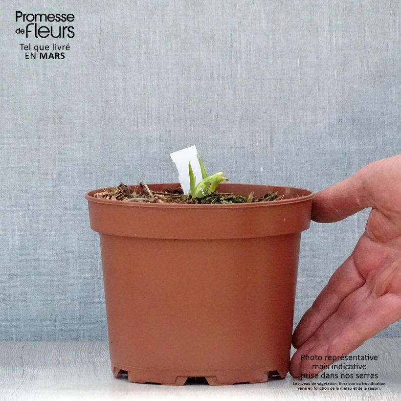 Exemplar von Hemerocallis citrina - Taglilie Topf mit 2L/3L wie im Frühjahr geliefert