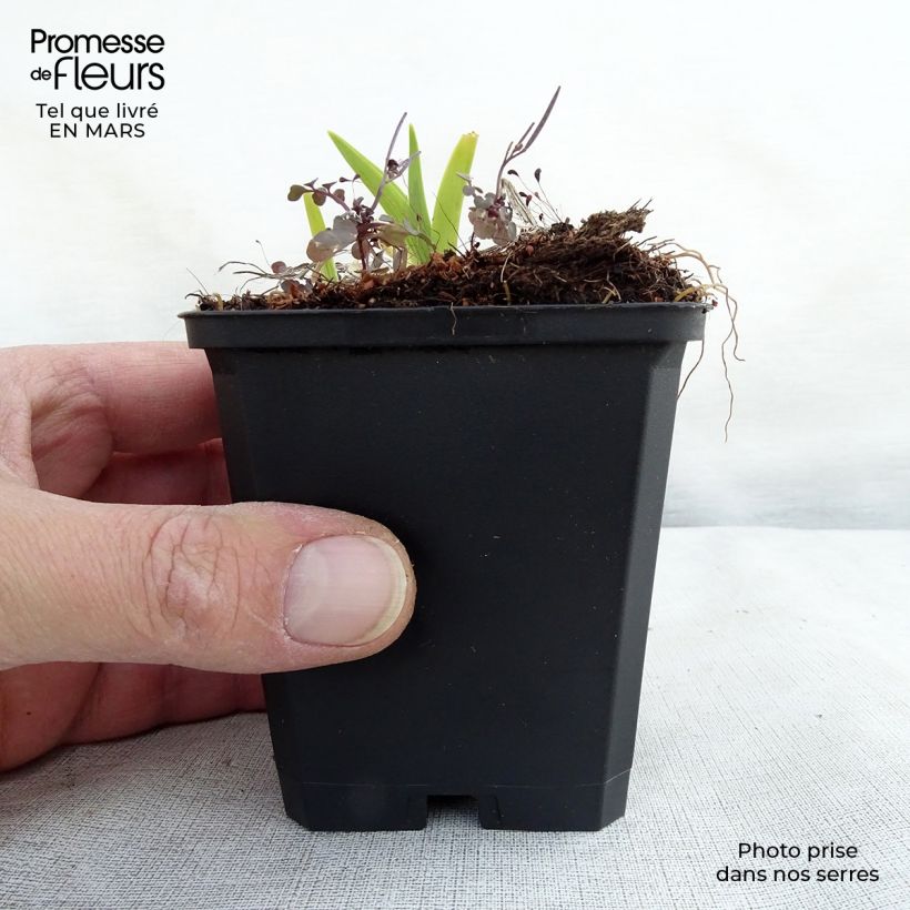 Example of Hemerocallis fulva - Taglilie Kleine Töpfe von 8/9 cm as you get in printemps