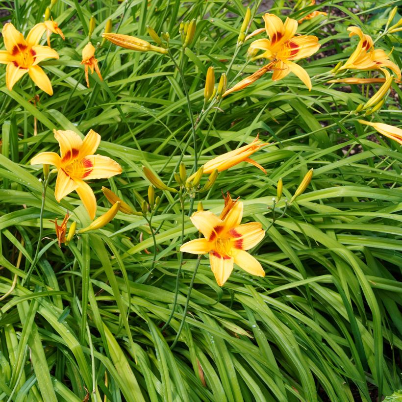 Hemerocallis Bonanza - Taglilie (Wuchs)