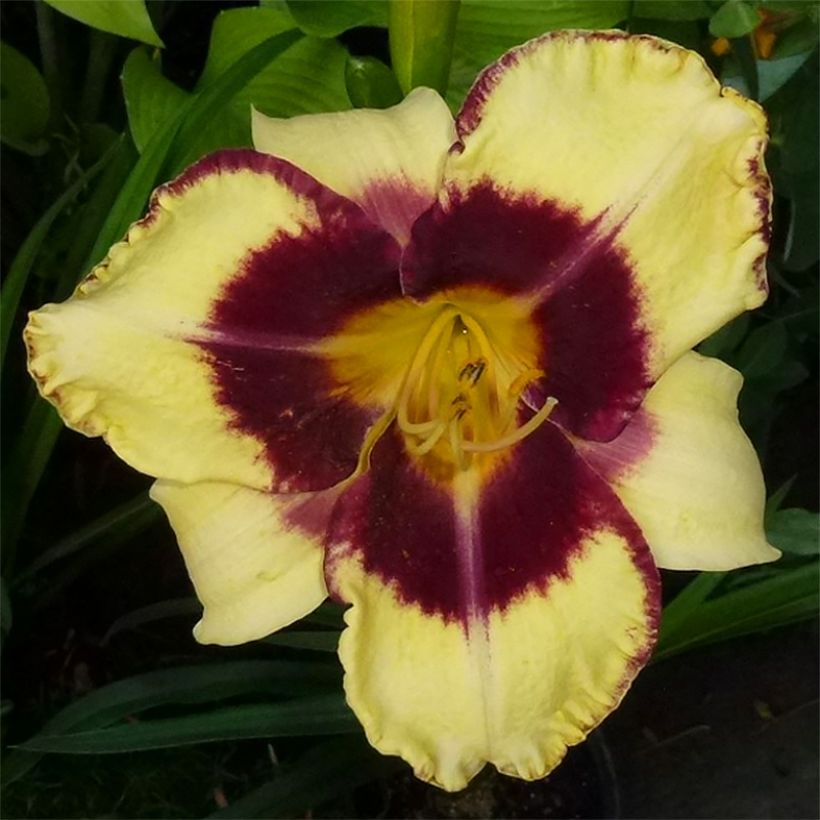 Hemerocallis Calico Jack - Taglilie (Blüte)