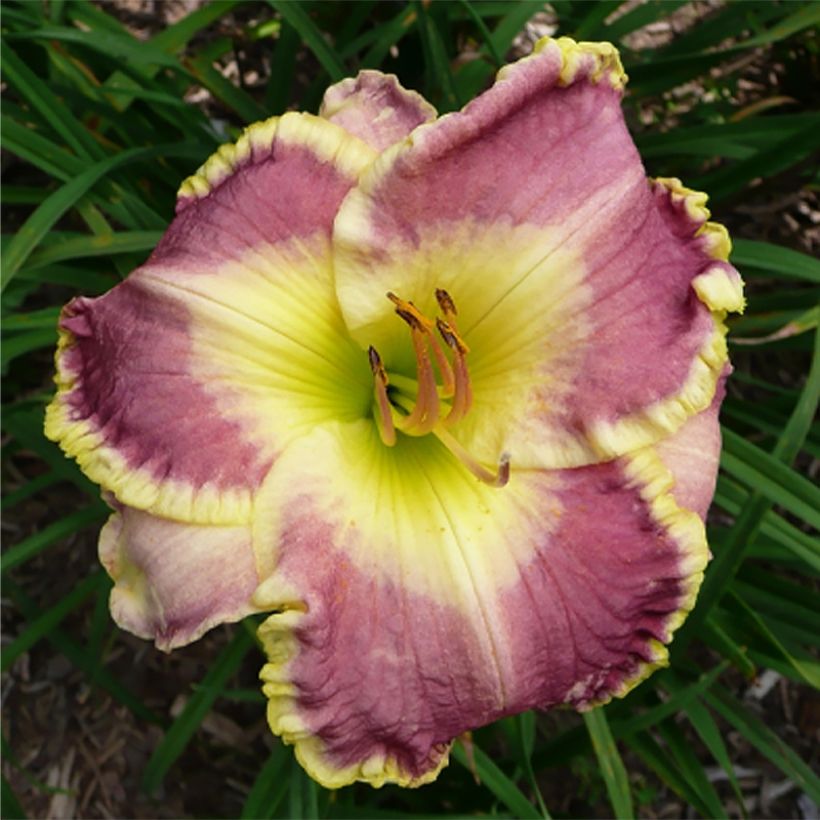 Hemerocallis Cape Breton - Taglilie (Blüte)