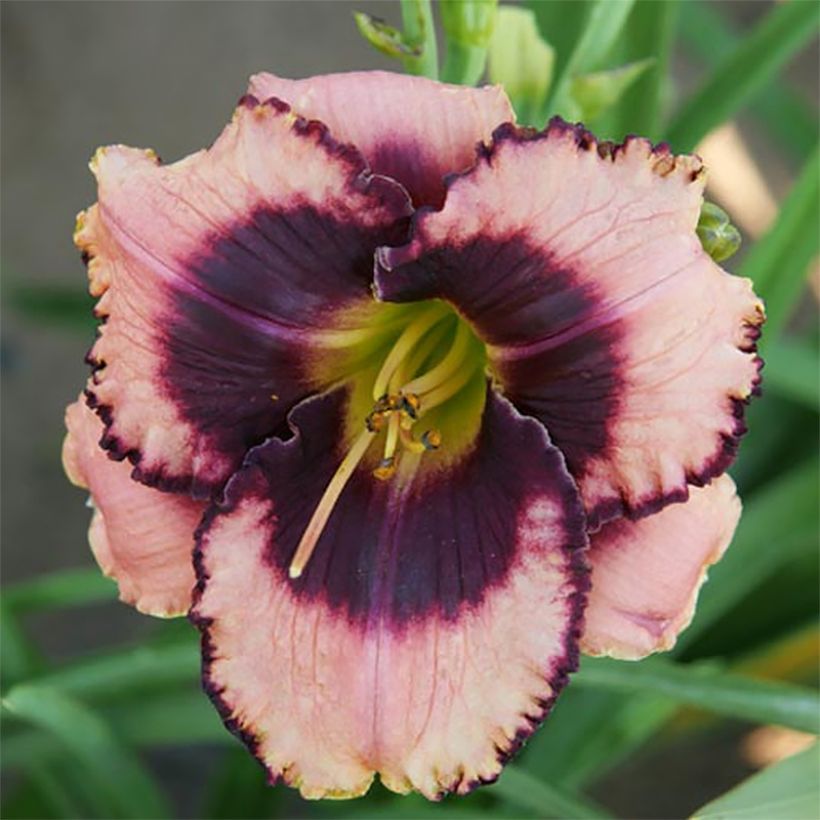 Hemerocallis Daring Deception - Taglilie (Blüte)