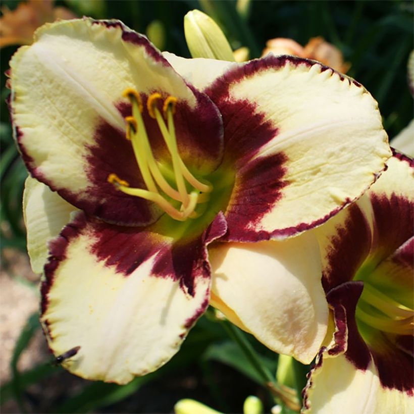 Hemerocallis Dream Legacy - Taglilie (Blüte)