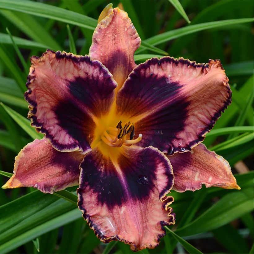 Hemerocallis Exotic Treasure - Taglilie (Blüte)