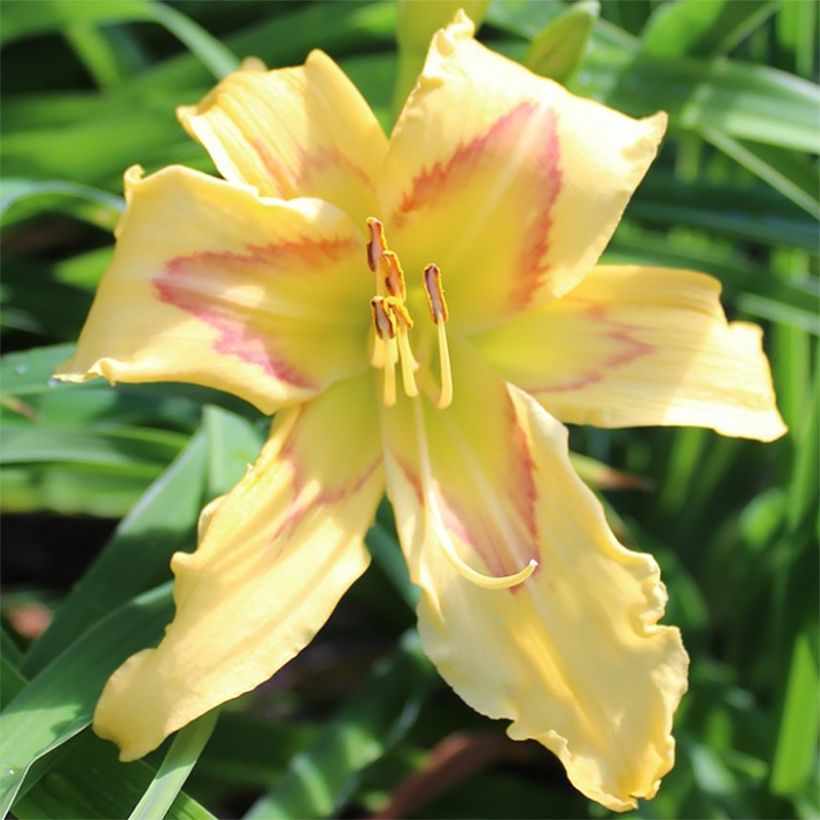Hemerocallis Graces of Ganymede - Taglilie (Blüte)
