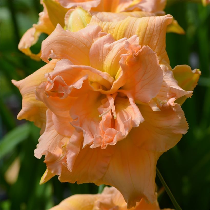 Hemerocallis In Excess - Taglilie (Blüte)