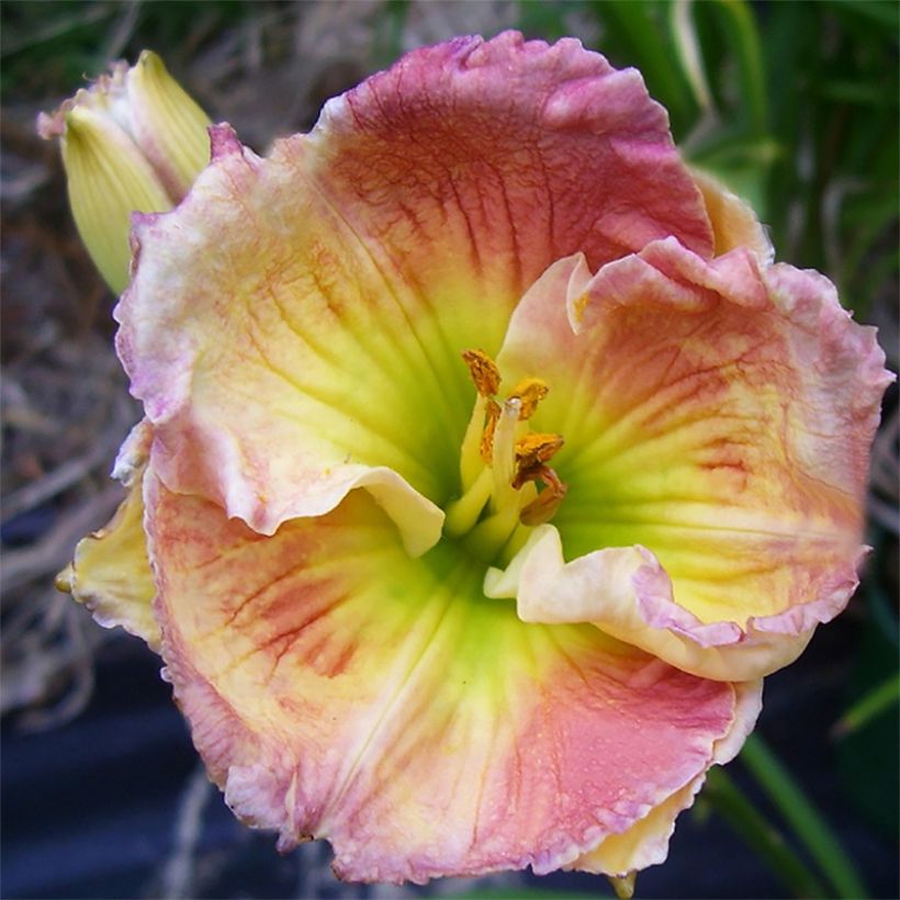 Hemerocallis Indy Reflections - Taglilie (Blüte)