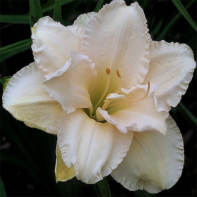 Hemerocallis Land of Cotton - Taglilie (Blüte)