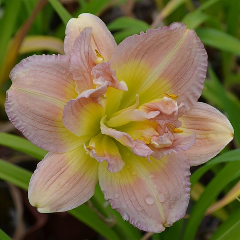 Hemerocallis Nagasaki - Taglilie (Blüte)