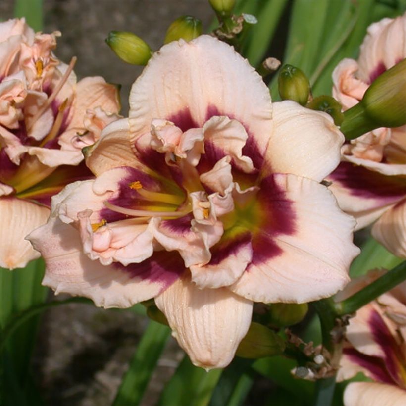 Hemerocallis Roswitha - Taglilie (Blüte)