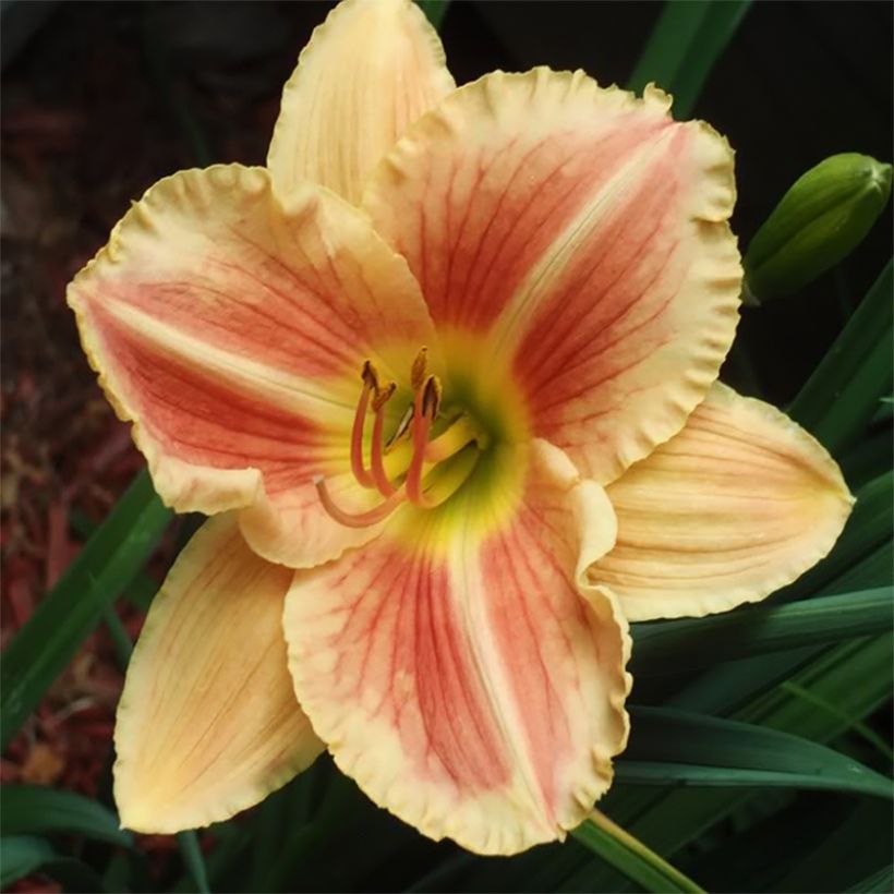 Hemerocallis Veins of Truth - Taglilie (Blüte)
