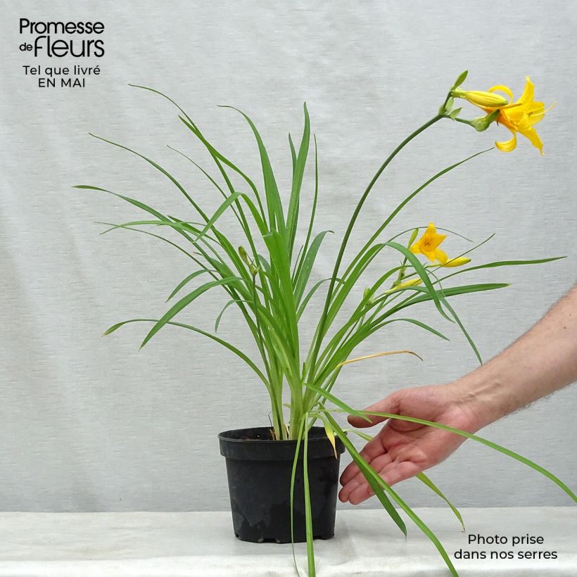 Example of Hemerocallis middendorffii - Taglilie Kleine Töpfe von 8/9 cm as you get in printemps