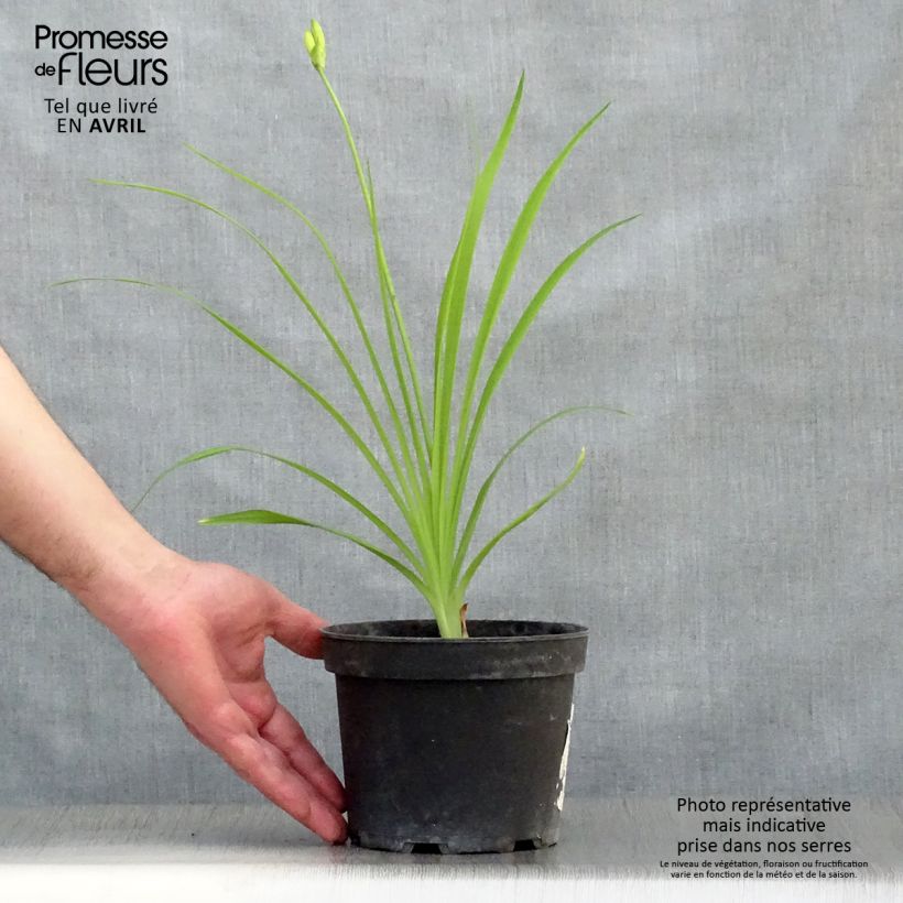 Example of Hemerocallis middendorffii - Taglilie Topf mit 2L/3L as you get in printemps