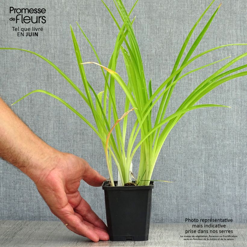 Exemplar von Hemerocallis Gentle Shepherd - Taglilie Kleine Töpfe von 8/9 cm wie im Sommer geliefert