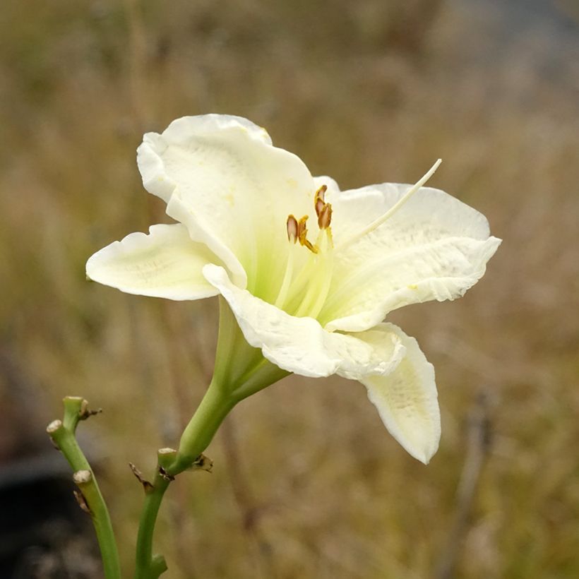 Hemerocallis Gentle Shepherd - Taglilie (Blüte)