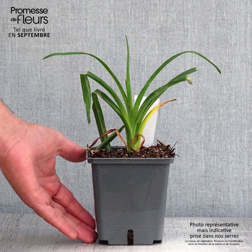 Exemplar von Hemerocallis Chardonnay - Taglilie Topf mit 1L/1,5L wie im Herbst geliefert