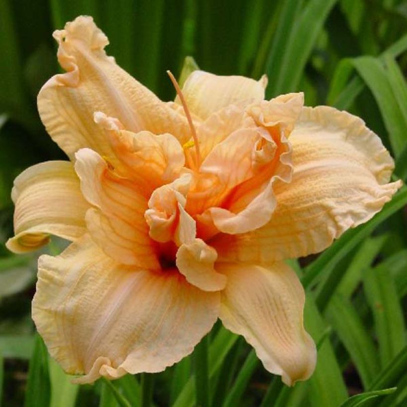 Hemerocallis Double Dream - Taglilie (Flowering)