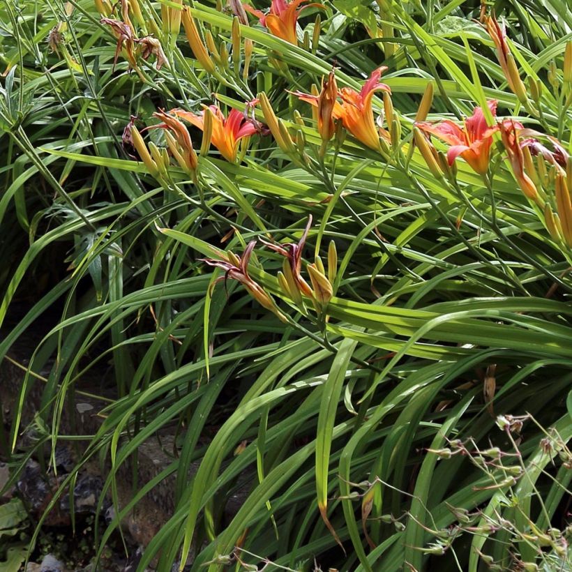 Hemerocallis fulva - Taglilie (Foliage)