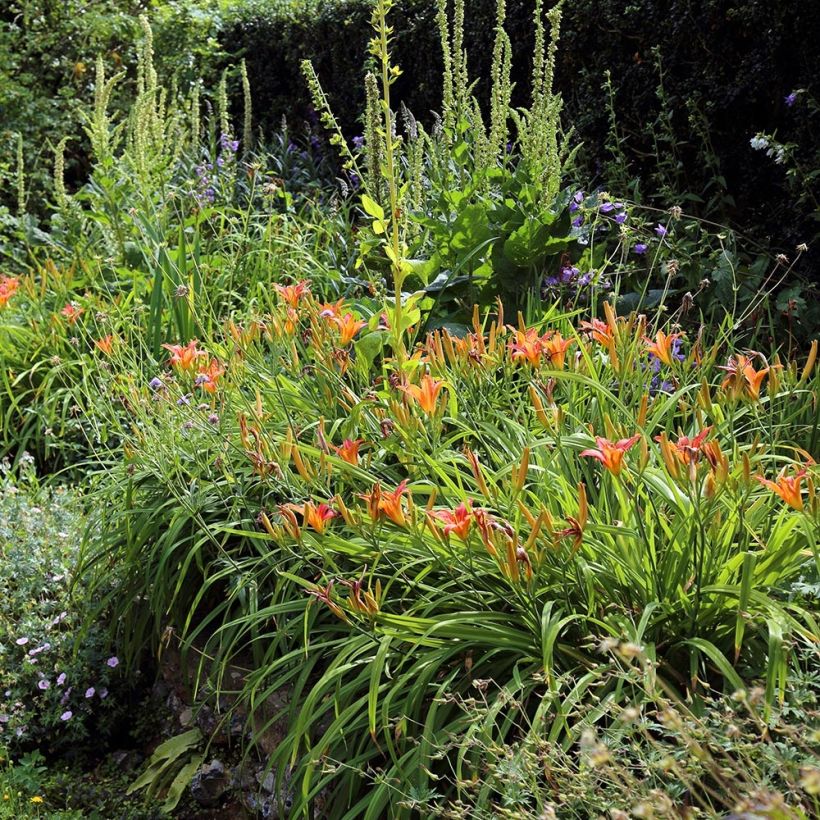 Hemerocallis fulva - Taglilie (Plant habit)