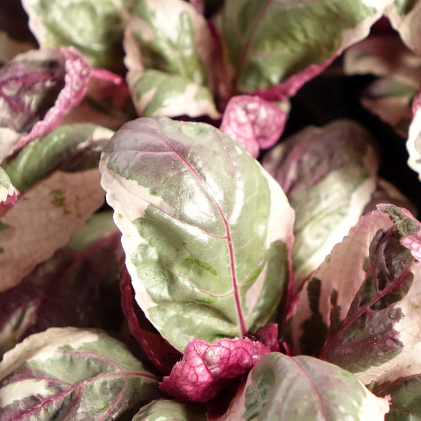 Hemigraphis Snow White - Noppenblatt (Laub)