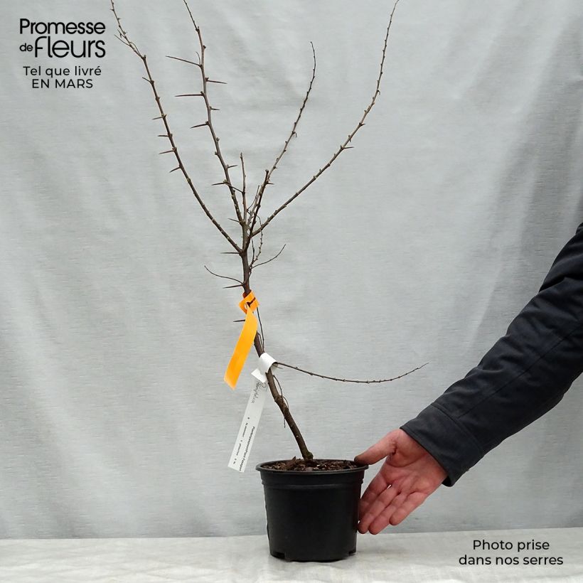 Exemplar von Hemiptelea davidii - Dorn-Ulme Topf mit 2L/3L wie im Frühjahr geliefert