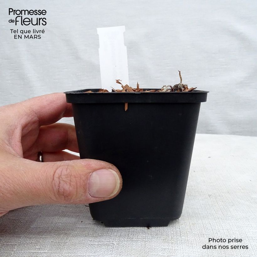 Example of Hepatica nobilis - Leberblümchen Kleine Töpfe von 8/9 cm as you get in printemps